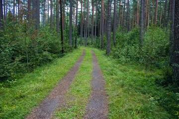 forest path in the woods in asummer day.   camping. Hiking, lifestyle. 