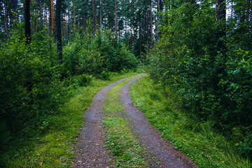 Fototapeta na wymiar forest path in the woods in asummer day. camping. Hiking, lifestyle. 