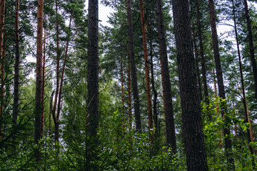 forest path in the woods in asummer day.   camping. Hiking, lifestyle. 