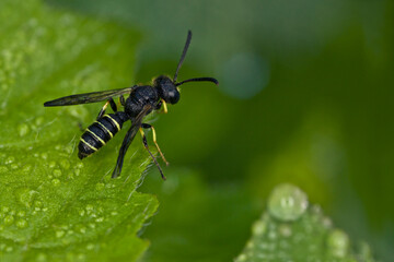 A small wasp on a green leaf with drops of morning dew
