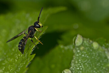 A small wasp on a green leaf with drops of morning dew