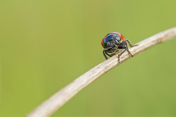 Red and black beetle close up in the morning dew on a dry blade of grass
