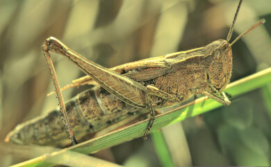 Locusts in their full size are sitting on the grass. Macro photo of a grasshopper in its natural environment