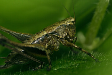 Grasshopper close-up sitting on the grass