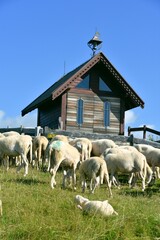 stado owiec, wypasanie zwierząt na łące, barany, owce, wypas, redyk,  © Albin Marciniak