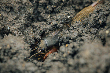 Mole crickets. Eyes to eyes. Macrophotography of an insect in its natural environment.