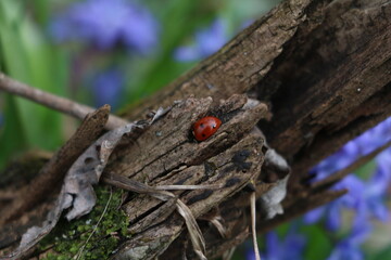 bug on a tree