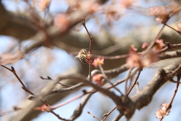 berries on a branch