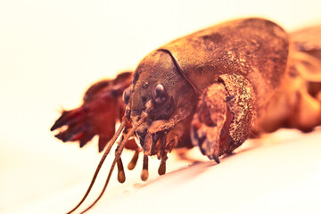 Mole crickets. Eyes to eyes. Macrophotography of an insect in its natural environment.
