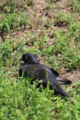 blackbird on the grass