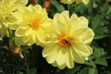 ladybird on a flower