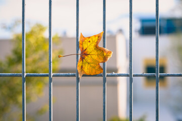 autumn leaf held by the wind against a metal fence