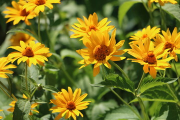 field of flowers