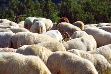 stado owiec, wypasanie zwierząt na łące, barany, owce, wypas, redyk,  © Albin Marciniak