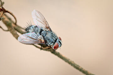 A fly is sitting on a leaf in close-up. Macrophotography of an insect fly in its natural environment.