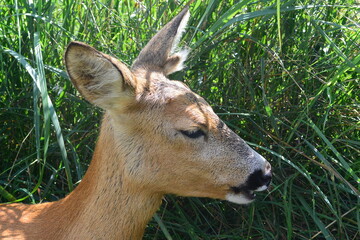 Portrait of roe deer. Stock photo of beautiful wild forest animal.