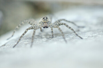 The white spider on the white stone spread all its paws. Eyes to eyes. Macrophotography of a spider insect.
