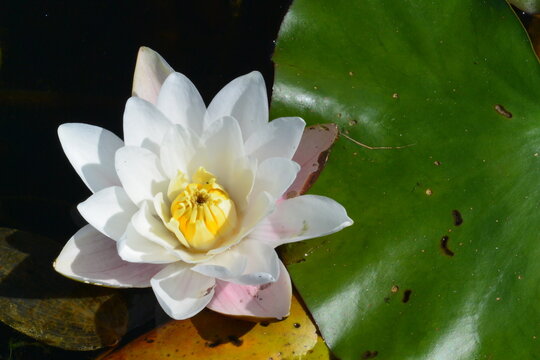 White water lily in lake. Stock photo of wild plant.