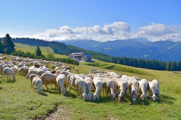 stado owiec, wypasanie zwierząt na łące, barany, owce, wypas, redyk,  © Albin Marciniak