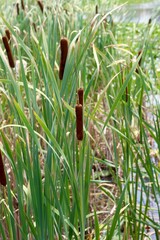 The brown cattails in the tall grass on the pond shore.