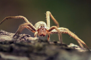 Macro of the Pisaura spider on a log. High detail. Macro photo of an insect.
