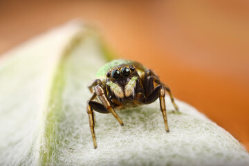 A cute jump-spider is sitting on a leaf. Macrophotography of an insect in natural conditions.