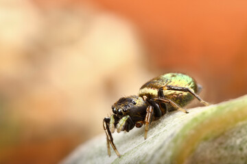 A cute jump-spider is sitting on a leaf. Macrophotography of an insect in natural conditions.
