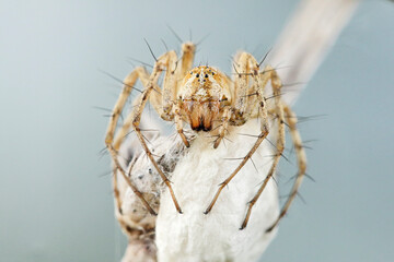 A female lynx spider sits on a large white cocoon with her offspring, the cocoon is attached to a...