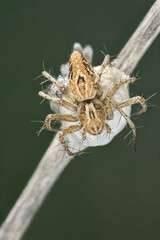 A female lynx spider sits on a large white cocoon with her offspring, the cocoon is attached to a dry blade of grass. Macro photo of an insect in nature.