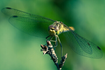 A yellow dragonfly is sitting on a twig in close-up. The dragonfly is hunting. Macro shots of a dragonfly.