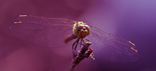 A yellow dragonfly is sitting on a twig in close-up. The dragonfly is hunting. Macro shots of a dragonfly.