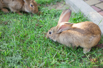 Two young rabbits eating grass in the park at a Summer's evening. Space for copy.