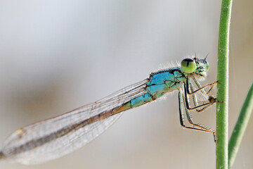 Common Blue Damselfly (Enallagma cyathigerum) on the grass