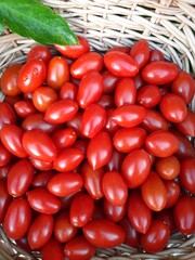 tomatoes in a basket