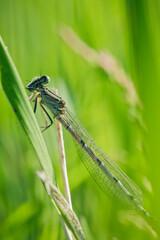 A damselfly in close-up sits isolated on a blade of grass in the morning. A playful look. The insect is a dragonfly.