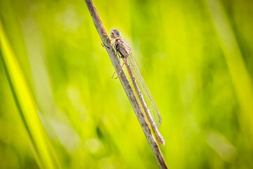 A damselfly in close-up sits isolated on a blade of grass in the morning. A playful look. The insect is a dragonfly.