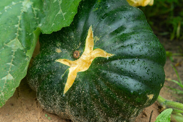 Green pumpkin (Cucurbita) with a large crack in the garden bed. Diseases and damage to plants, farming season