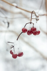 Snow-covered clusters of red viburnum in the winter garden on a cloudy day. Shallow depth of field, berries close-up