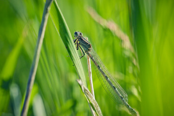 A damselfly in close-up sits isolated on a blade of grass in the morning. A playful look. The...