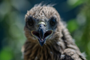 close up photo of a hawk