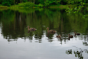 Naklejka na ściany i meble ducklings in the pond