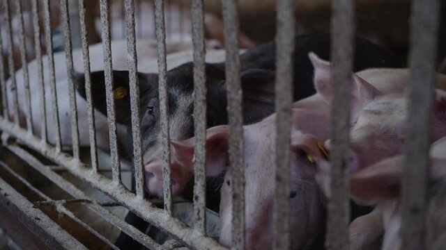 The blach pig wants to eat and climbs into the trough to the otger piglets