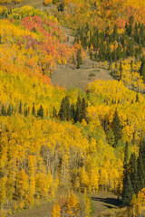 Rocky Mountain Fall Tapestry