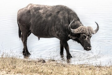 Water buffalo bending to drink