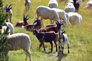 Kozy, stado owiec, wypasanie zwierząt na łące, barany, owce, wypas, redyk, 