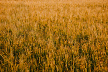 Golden wheat field on hot sunny day. High resolution photo.