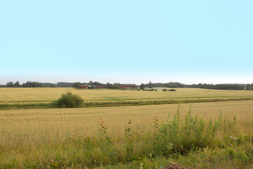 Golden wheat field on hot sunny day. High resolution photo.