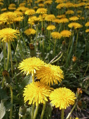 Yellow dandelions close up view