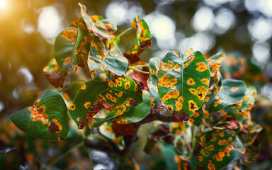 Pear trees disease, rust spot on leaves. Fruit tree infected with fungus, yellow rust. Fruit plant...