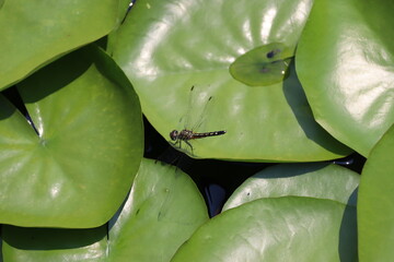 caterpillar on leaf